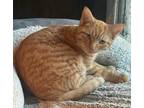 Adopt Ginger a Tabby, Domestic Short Hair