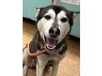 Adopt Bonita a Husky, Mixed Breed