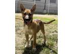 Adopt Trudy a Cattle Dog, Mixed Breed