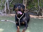 Adopt ROSIE a Rottweiler