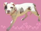 Adopt NOVA a Pit Bull Terrier