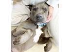 Adopt Feyre a Pit Bull Terrier