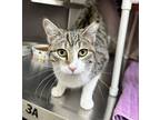 Adopt Daisy Mae a Domestic Short Hair