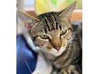 Adopt Penelope a Domestic Short Hair