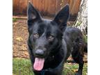 Adopt Gia a Shepherd, Labrador Retriever