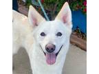 Adopt Berlin a White German Shepherd