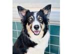 Adopt Sadie a Australian Shepherd