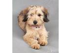 Adopt MAPLE-ADOPTED!! a Wheaten Terrier