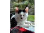 Adopt Lollipop a Domestic Medium Hair