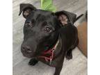 Adopt Polo a Pit Bull Terrier