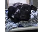 Adopt Polo a Pit Bull Terrier