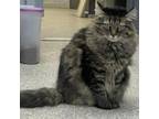 Adopt Ivy a Domestic Long Hair