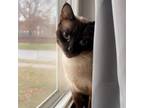 Adopt Yum Yum a Siamese