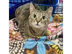 Adopt Francesca a Domestic Short Hair