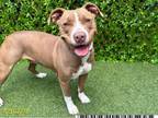 Adopt MISS MOONPIE a Pit Bull Terrier