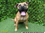 Adopt LUNA GIRL a Boerboel, Black Mouth Cur