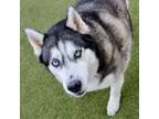 Adopt Trifle a Siberian Husky