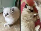 Kats Ravishing Ragdoll Kittens