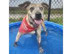 Adopt Ocala a Mixed Breed