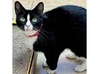 Adopt Tiny a Domestic Short Hair