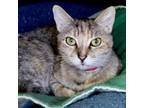 Adopt Frankie a Domestic Short Hair