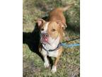 Adopt PAMELA a American Staffordshire Terrier