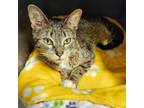 Adopt Pansy a Domestic Short Hair