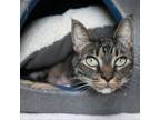 Adopt Tina a Domestic Short Hair