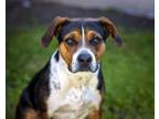 Adopt PENNY a Hound, Mixed Breed
