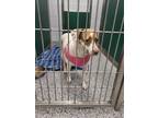Adopt TOFFEE a Mixed Breed