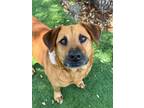 Adopt LONDON a Mixed Breed