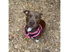Adopt Valentine a Mixed Breed