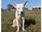 Adopt MUFFIN a Australian Kelpie, Mixed Breed