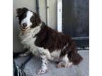 Adopt Dusty a Border Collie