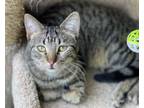 Adopt JANET **Waiting Over a Year** a Domestic Short Hair, Tabby