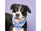 Adopt Shelby a American Staffordshire Terrier, Mixed Breed