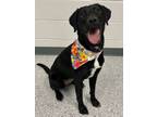 Adopt Zinnia a Labrador Retriever, Border Collie