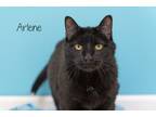 Adopt Arlene a Domestic Short Hair