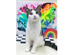 Adopt Buttercup a Domestic Short Hair