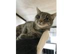 Adopt Sunshine a Domestic Short Hair