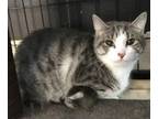 Adopt Rainbow a Domestic Short Hair