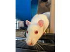 Adopt Betty, Sylvia, Cherise & babies a Rat