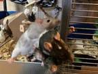 Adopt Young female rats a Rat