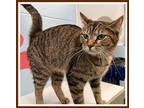Adopt ISOLDE a Domestic Short Hair