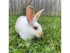 Adopt Rosey a Bunny Rabbit, Lionhead