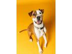 Adopt Demeter a Pit Bull Terrier, Mixed Breed