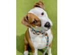Adopt Demeter a Pit Bull Terrier, Mixed Breed