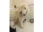 Adopt Marlie a Poodle