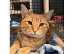 Adopt Tulip a Domestic Short Hair