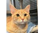 Adopt Marigold a Domestic Short Hair